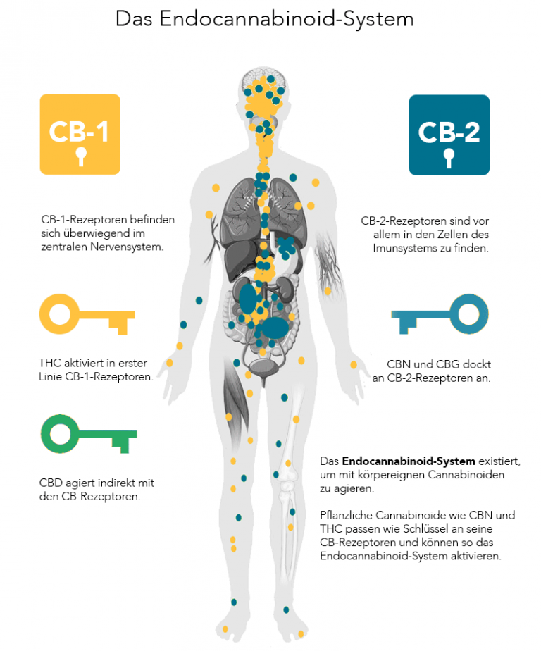 Cannabis Effekte FAQ Cannabis Association